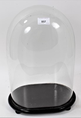 Lot 857 - Victorian glass dome on ebonized plinth