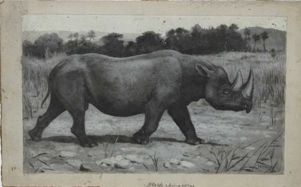 Lot 44 - Harry Dixon (1861-1942), oil on card, 'Black Rhino'