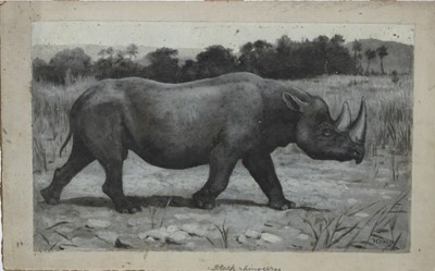 Lot 263 - Harry Dixon (1861-1942), oil on card, 'Black Rhino'