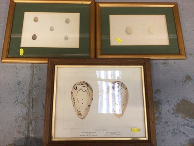 Lot 546 - Collection of prints of birds eggs, also birds and various others, glazed frames