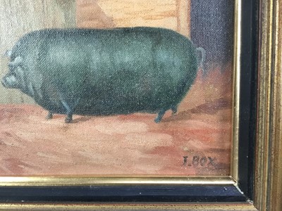 Lot 105 - J. Box (20th century) oil on canvas laid on board - A Prize black pig in a sty, signed, 24.5cm x 21cm, framed.
