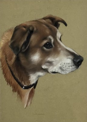 Lot 99 - P.J. Rowles Chapman pastel study - Dogs head, signed, 27cm x 34cm in glazed frame