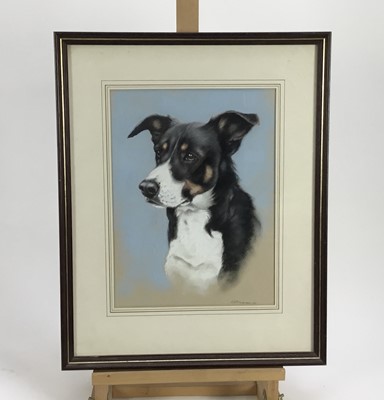 Lot 101 - P.J. Rowles Chapman pastel study - Dog’s head, signed, 25cm x 33.5cm, in glazed