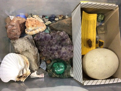 Lot 478 - Collection of mineral specimens, some semi precious gem stones, shells and an ostrich egg (1 box)