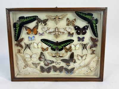 Lot 964 - Early/Mid 20th century display of butterflies in glazed case