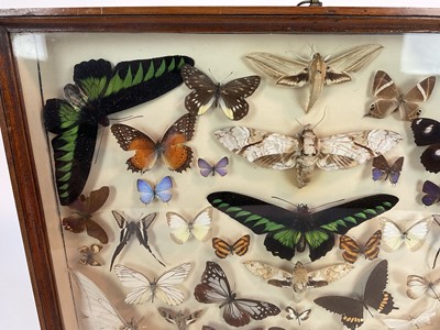 Lot 964 - Early/Mid 20th century display of butterflies in glazed case