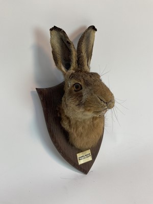 Lot 934 - 1920s Hare mask on shield shaped oak mount