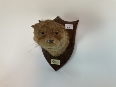 Lot 935 - 1930s Otter masking shield shaped oak mount