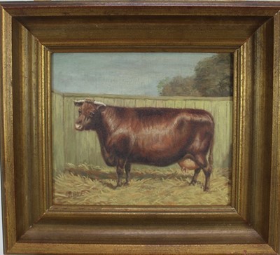 Lot 266 - J. Box 20th century oil on canvas board- Prize cow, signed, in gilt frame. 26cm x 22cm