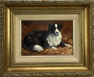 Lot 248 - Donna Crawshaw born 1960, oil on board, "Gwen" a collie dog, signed, in gilt 
frame. 11 x 16cm.
