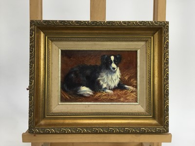 Lot 248 - Donna Crawshaw born 1960, oil on board, "Gwen" a collie dog, signed, in gilt 
frame. 11 x 16cm.