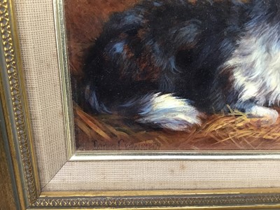 Lot 248 - Donna Crawshaw born 1960, oil on board, "Gwen" a collie dog, signed, in gilt 
frame. 11 x 16cm.