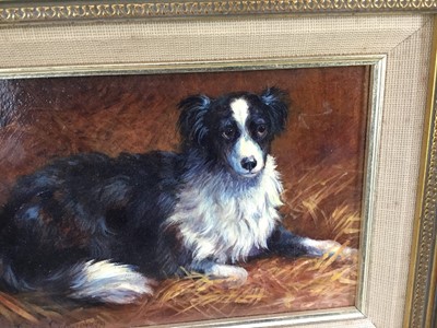 Lot 248 - Donna Crawshaw born 1960, oil on board, "Gwen" a collie dog, signed, in gilt 
frame. 11 x 16cm.