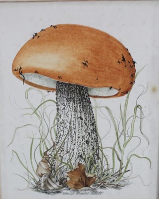 Lot 183 - Sheila Mannes-Abbott (1939-2014) watercolour - Funghi, image 10cm x 12.5cm in glazed frame.
