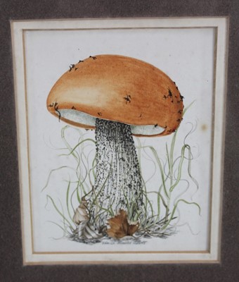 Lot 183 - Sheila Mannes-Abbott (1939-2014) watercolour - Funghi, image 10cm x 12.5cm in glazed frame.