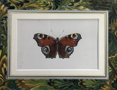 Lot 242 - Three Victorian hand coloured lithographs after Rev. Morris, British Butterflies, with marbled paper mounts and glazed gilt frames
