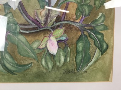 Lot 349 - Liz Deakin (contemporary) three watercolours - Mediterranean scenes, 32 x 45cm together with a watercolour of Christmas Roses by another hand. (4)
