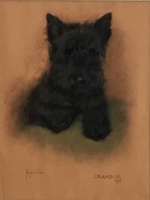 Lot 355 - Marjorie Cox (1915-2003) pastel - a Scottie dog, 'Drambuie', signed and dated 1996, 48cm x 36cm, in glazed frame