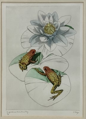 Lot 278 - 20th century English School signed limited edition coloured etching - Rugh Skinned Poison Arrow Frogs, 5/70, 39cm x 28cm, in glazed git frame