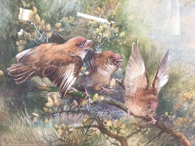 Lot 151 - Charles Henry C. Baldwyn (1859-1943) watercolour and bodycolour fledglings
