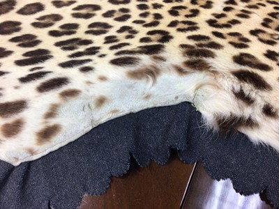 Lot 922 - Early 20th century Van Ingen Leopard skin rug with full head mount