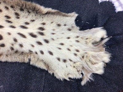 Lot 922 - Early 20th century Van Ingen Leopard skin rug with full head mount