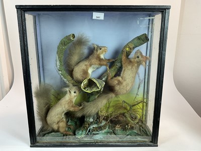 Lot 941 - Edwardian group of three Red Squirrels on a branch within a naturalistic setting in glazed case