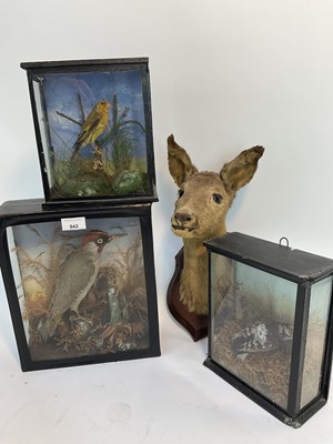 Lot 942 - Green woodpecker, great spotted woodepecker and finch all in glazed cases, together with a roe deer on shield shaped oak wall mount