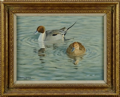 Lot 984 - *Julian Novorol (b.1949) oil on canvas - Pintails on the water, signed and dated 1986, 30cm x 40cm, in gilt frame