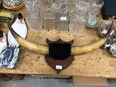 Lot 27 - Pair of vintage cow horns mounted on a shield
