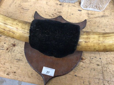 Lot 27 - Pair of vintage cow horns mounted on a shield
