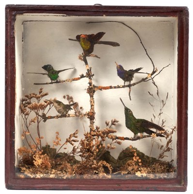 Lot 931 - Victorian display of Birds of Paradise in glazed case