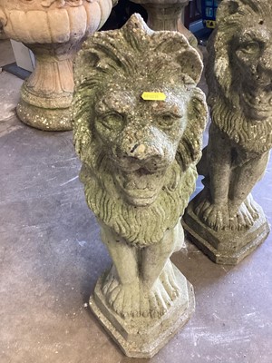 Lot 1035 - Pair of concrete garden lions, 55cm high