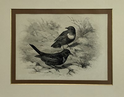Lot 82 - Philip Henry Delanotte - pencil and wash, The Ring Ouzel