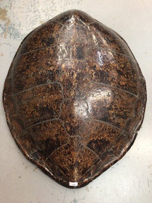 Lot 1197 - Large antique Green Turtle shell, approximately 90cm x 76cm (A10 No. 620317/01)​