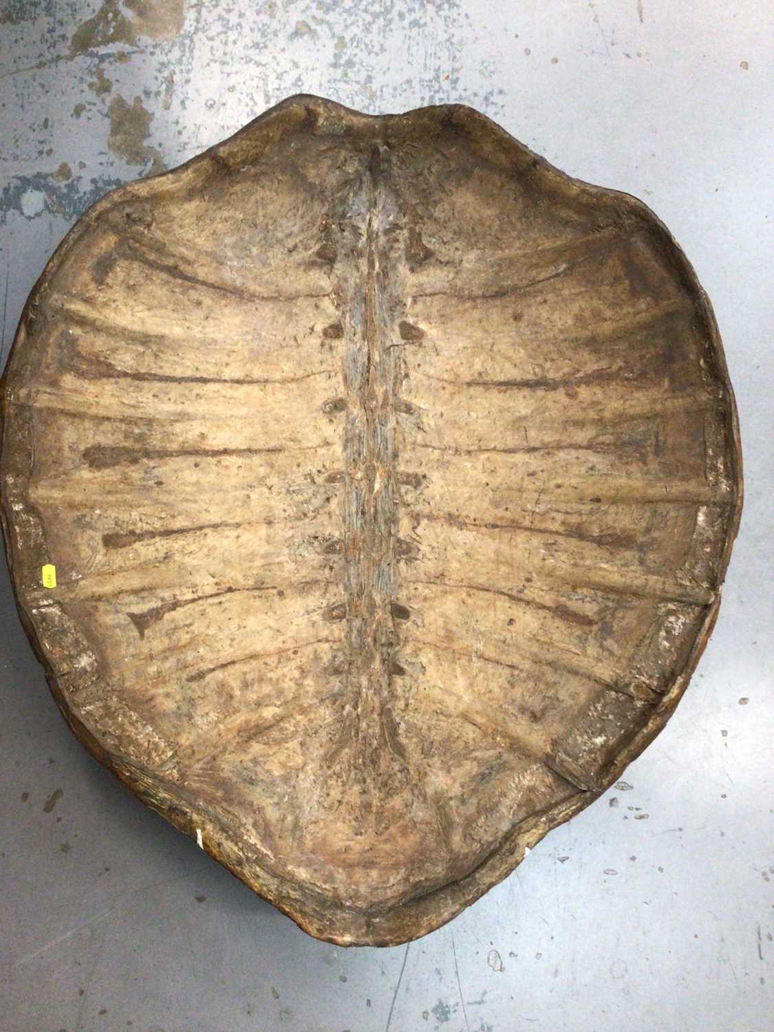 Lot 1197 - Large antique Green Turtle shell,
