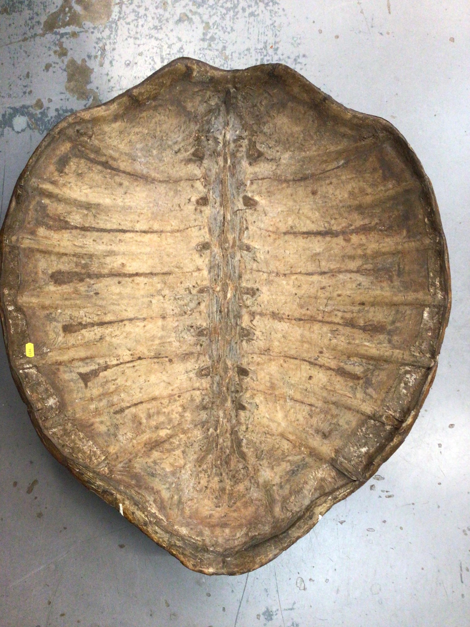 Lot 1197 - Large antique Green Turtle shell,