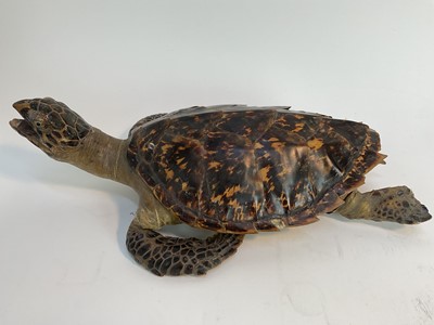 Lot 936 - Antique Hawksbill sea turtle