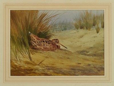 Lot 1049 - *John Cyril Harrison (1898-1985) watercolour - A Snipe among sand dunes, signed, in glazed frame