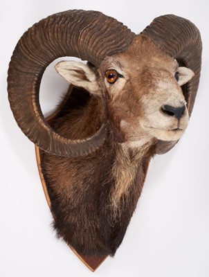 Lot 904 - Mouflon Ram head and neck on shield shaped wall mount