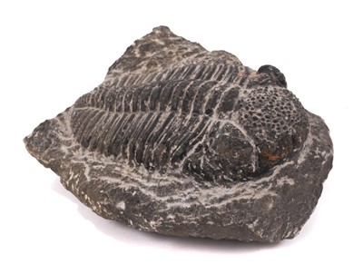 Lot 800 - A Trilobite Drotops SP (Devonian period), North Africa. 14cm overall length.