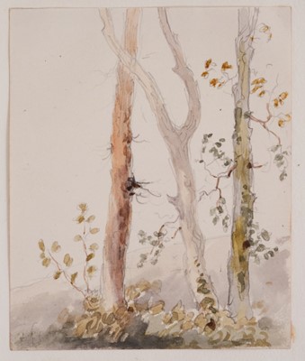 Lot 1221 - Thomas Churchyard (1798-1865) watercolour - tree study, 11.5cm x 9.5cm, unframed