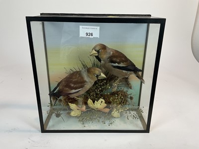 Lot 926 - Pair of Hawfinches perched on branches within naturalistic setting in glazed case