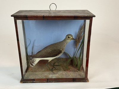 Lot 927 - Sandpiper within naturalistic setting in glazed case