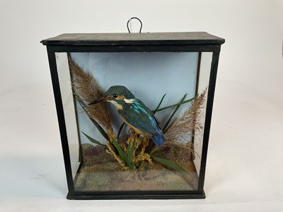 Lot 928 - Kingfisher perched in a naturalistic setting in glazed case