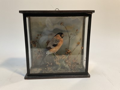 Lot 929 - Male Bullfinch perched in naturalistic setting in glazed case