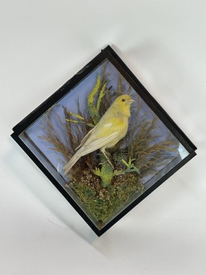 Lot 930 - Yellow Finch perched in naturalistic setting in glazed wall hanging case