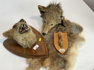 Lot 937 - Fox mask on shield shaped oak wall mount, one other fox mask, fox paw and rabbit fur pelt