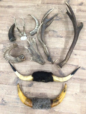 Lot 939 - Selection of various horns and antlers including stag, deer and cow