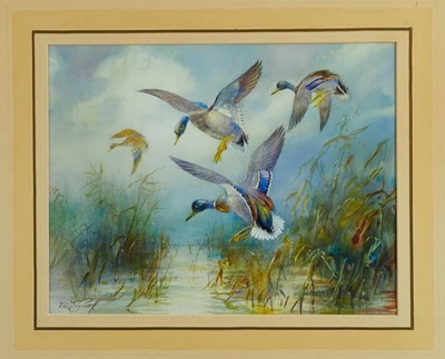 Lot 981 - *William E. Powell (1878 - 1955), three watercolours - Mallards, each signed, 22cm x 28cm and 20cm x 25cm, each in glazed gilt frames